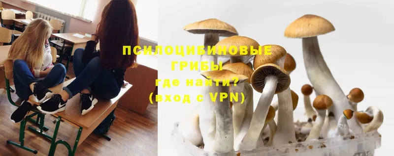 Псилоцибиновые грибы Cubensis  где купить   Волжск 